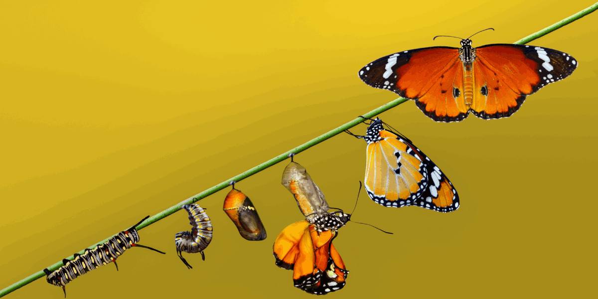 a beautiful image with a yellow background, showing a caterpillar going through the stages of metamorphosis and emerging as a butterfly.